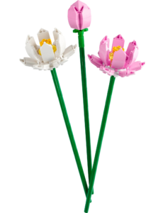 Overig Lotusbloemen (40647)